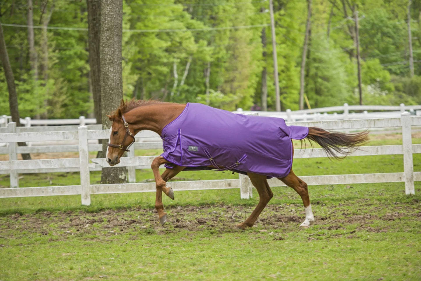TuffRider 1600 D Super Comfy Standard Neck Blanket