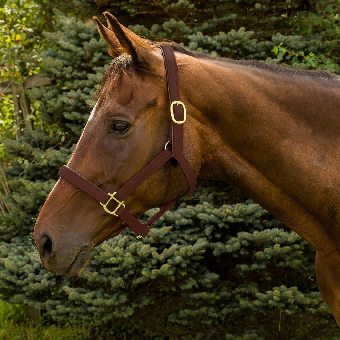 Henri de Rivel Vegan-X Leather Halter - Australian Nut - Pony