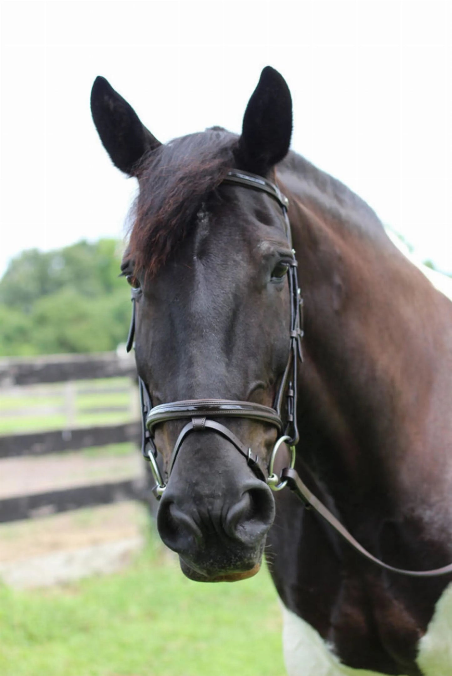 Henri de Rivel Pro Piaffe Mono Crown Bridle with Flash Noseband with Patent Leather and webbed rubber reins with leather stops