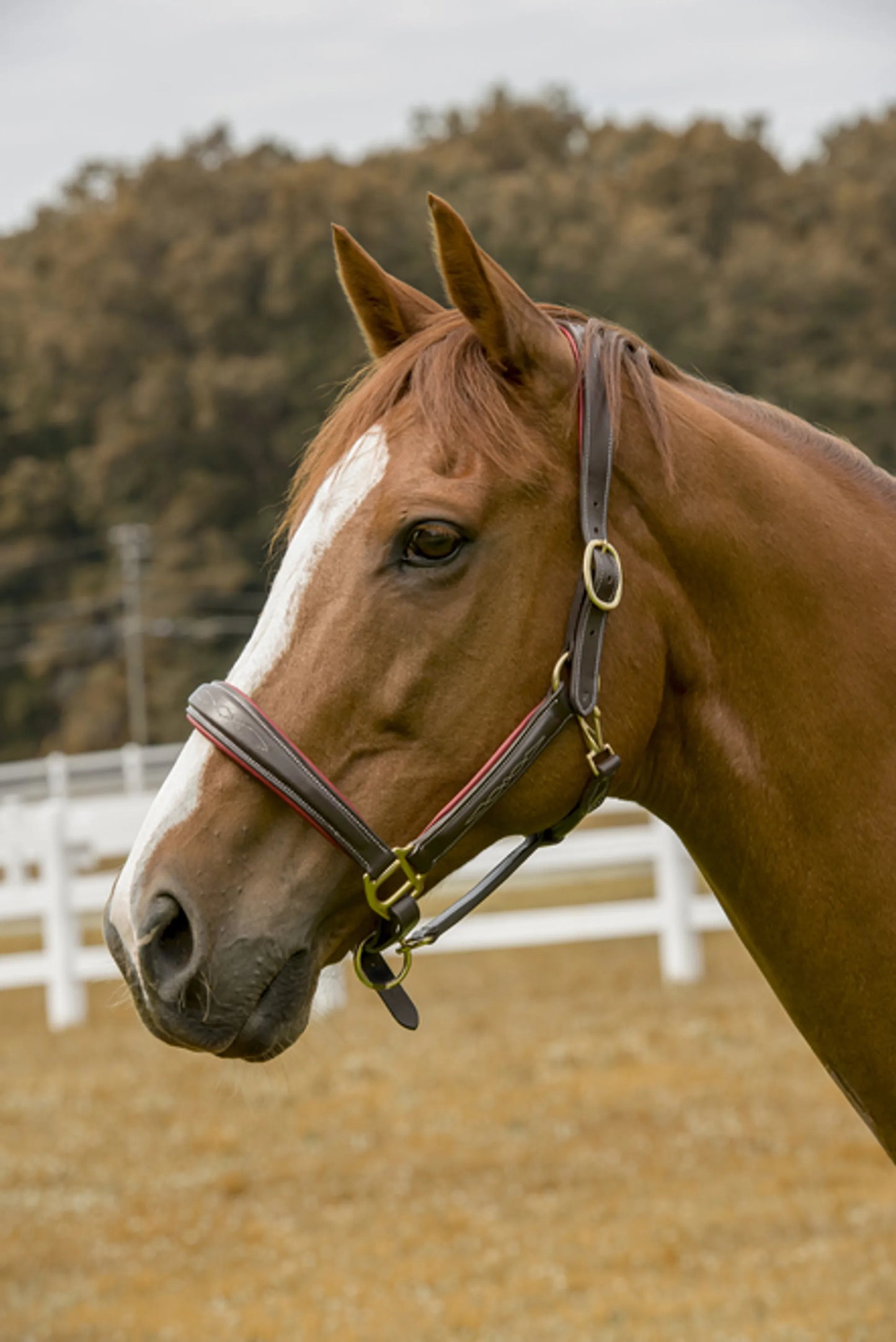 Henri de Rivel Cahill Padded Halter