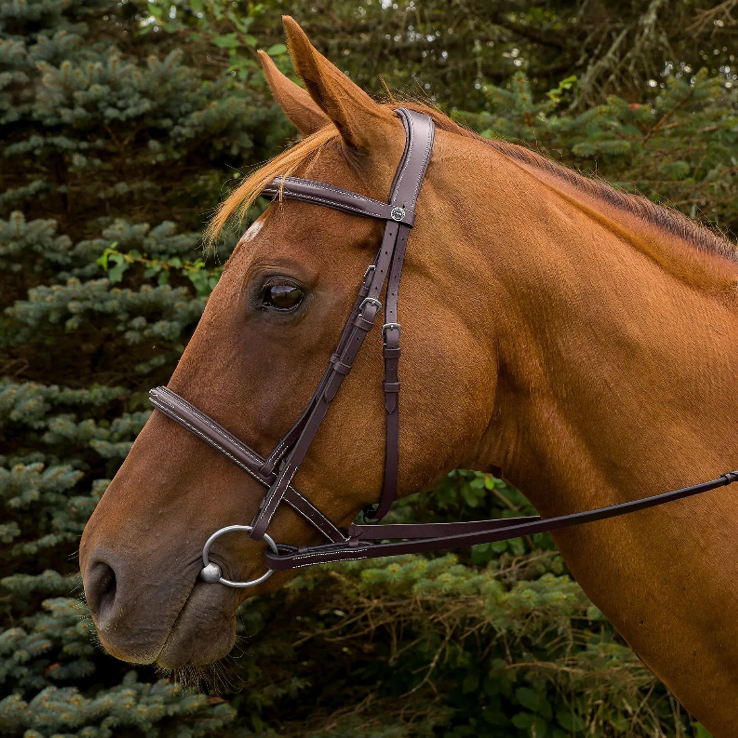 Henri de Rivel Pro Mono Crown Fancy Stitched Padded Bridle