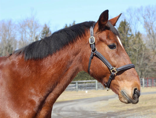 Henri de Rivel Kushy Halter