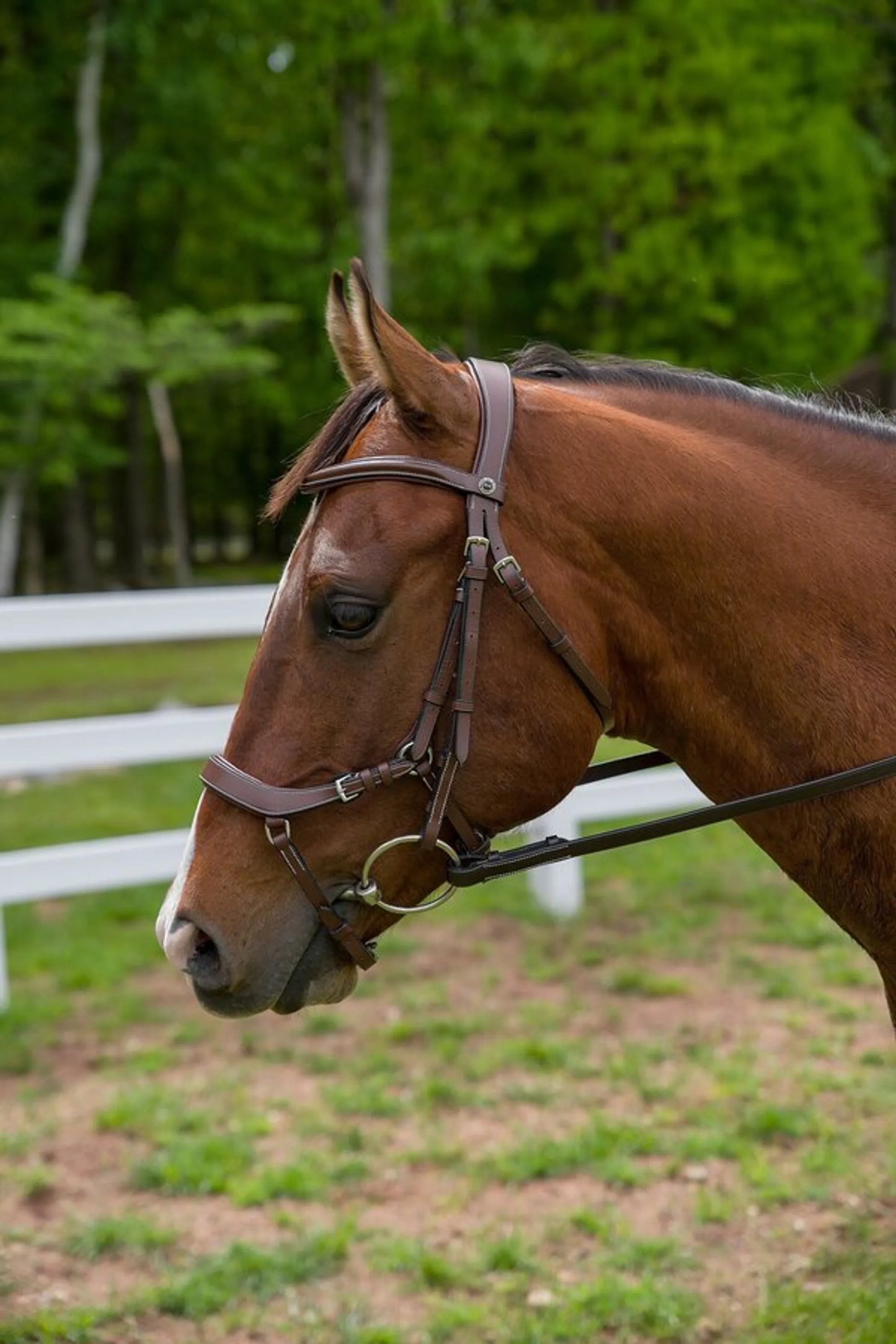 Henri de Rivel Pro Anatomical Bridle - Australian Nut - Oversize